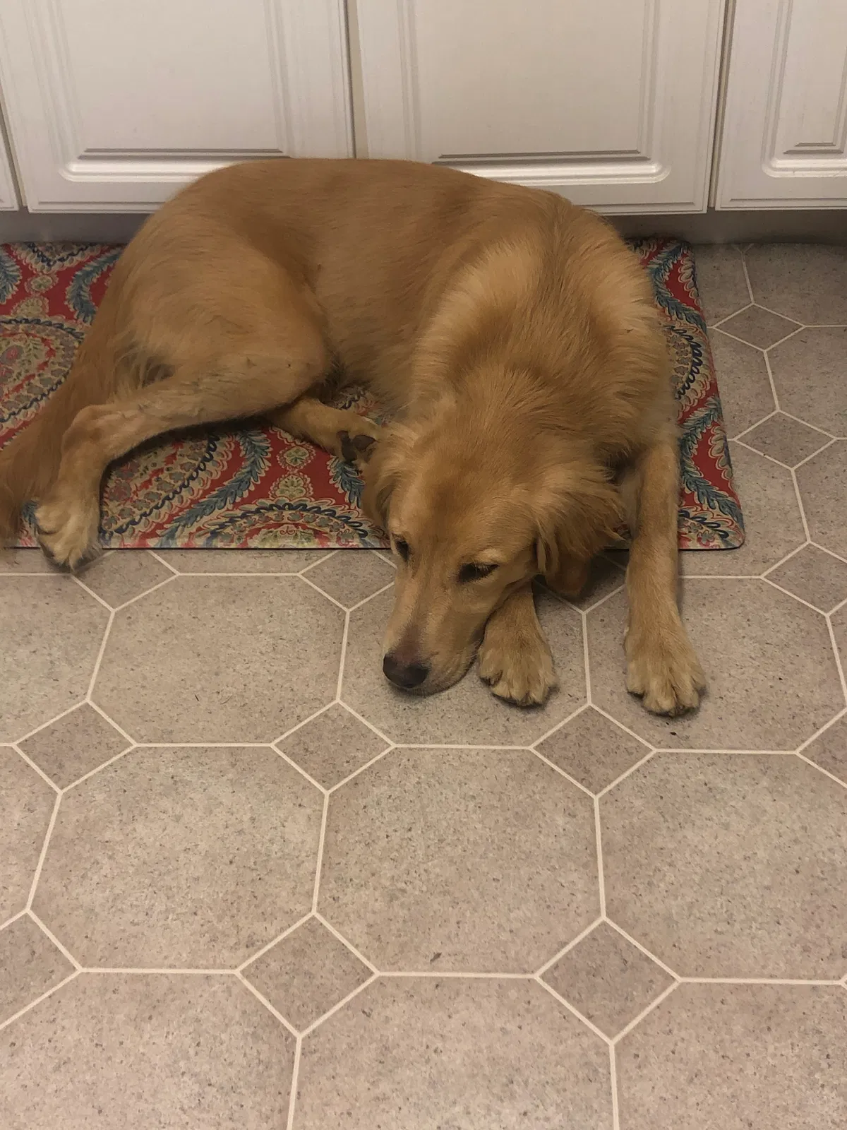 Lost dog in Zanesville, OH, 43701
