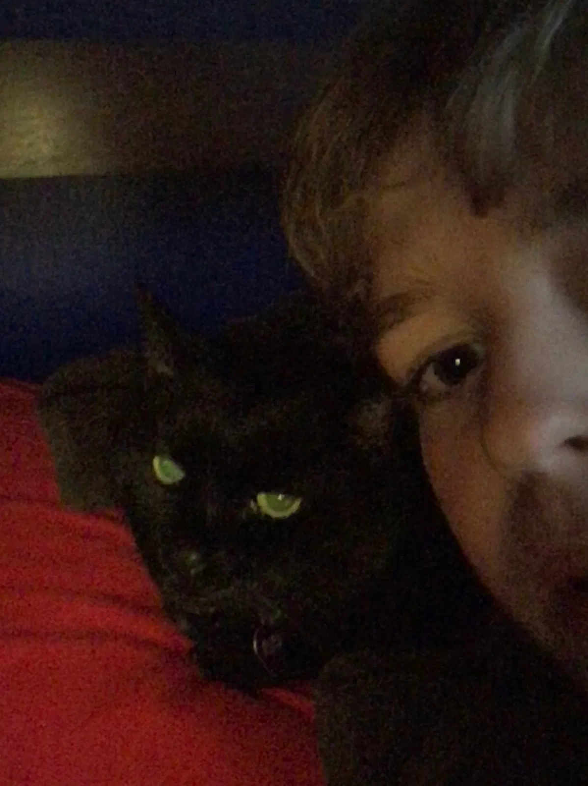 Lost cat in Westerville, OH, 43081
