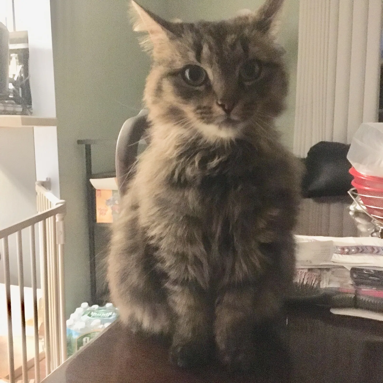 Lost cat in Brewster, NY, 10509