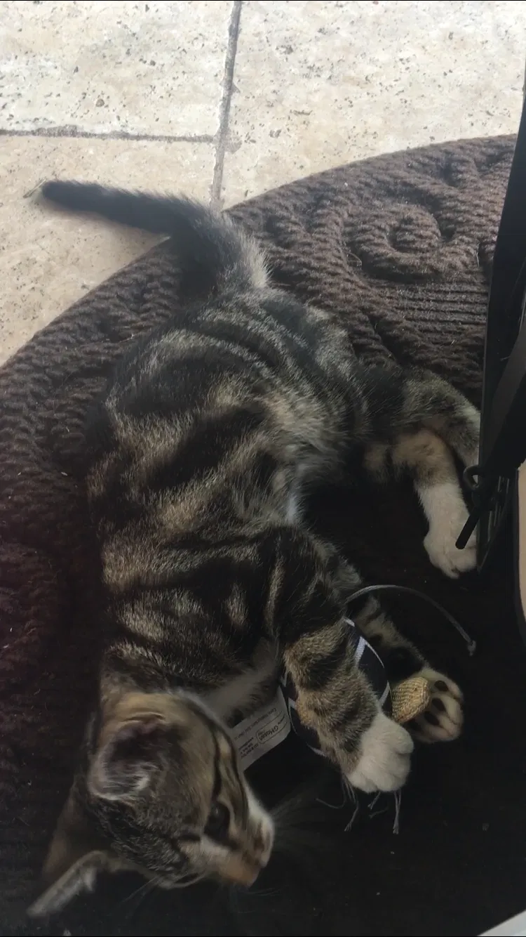 Lost cat in Dayton, NJ, 8810