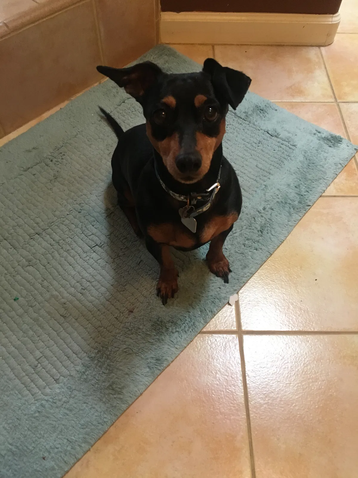 Lost dog in Salinas, CA, 93907