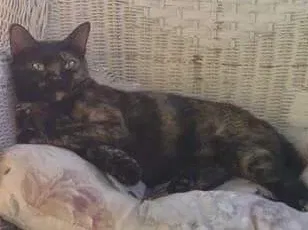 Lost cat in Athens, GA, 30606
