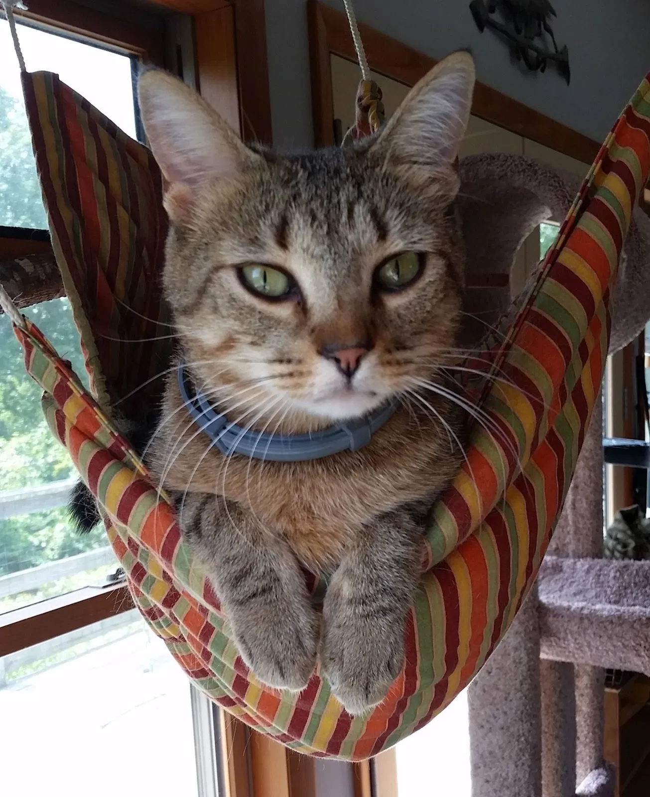Lost cat in Harriman, TN, 37748