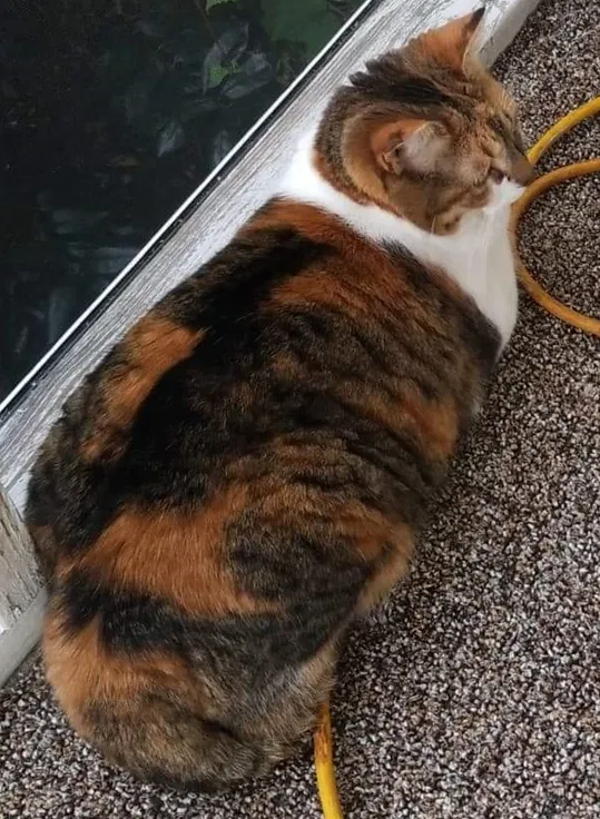 Lost cat in Riceville, TN, 37370