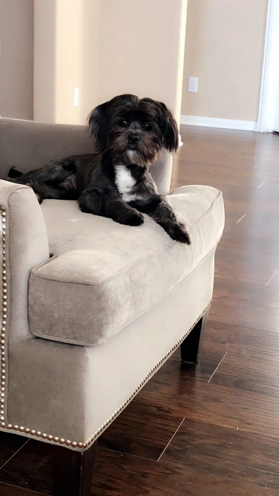 Lost dog in Humble, TX, 77396