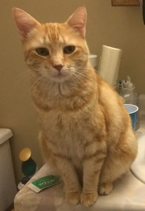 Lost cat in Wilmington, NC, 28409