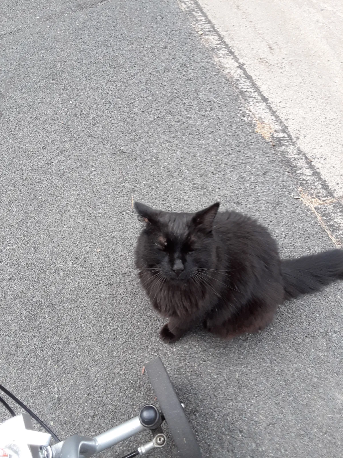 Lost cat in Dayton, MN, 55327