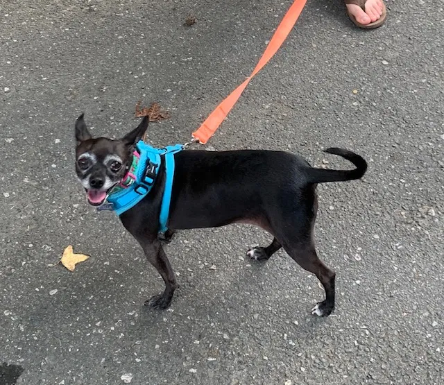 Lost dog in Durham, NC, 27713