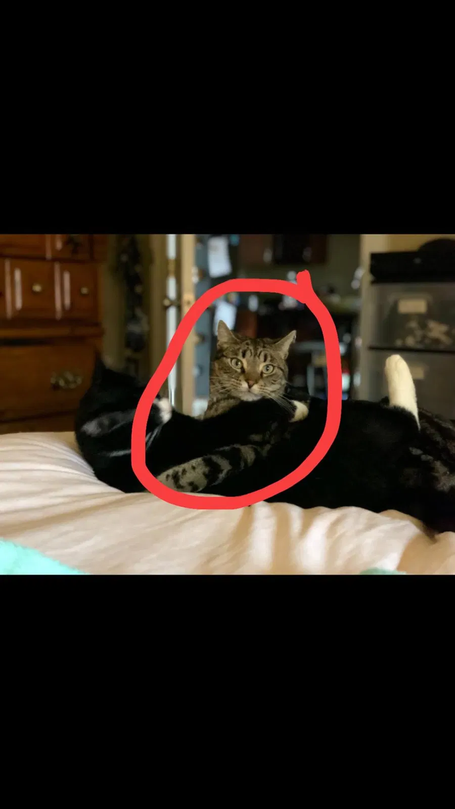 Lost cat in Baldwinsville, NY, 13027