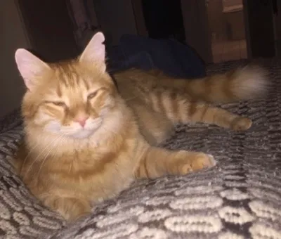 Lost cat in Ocean City, NJ, 8226