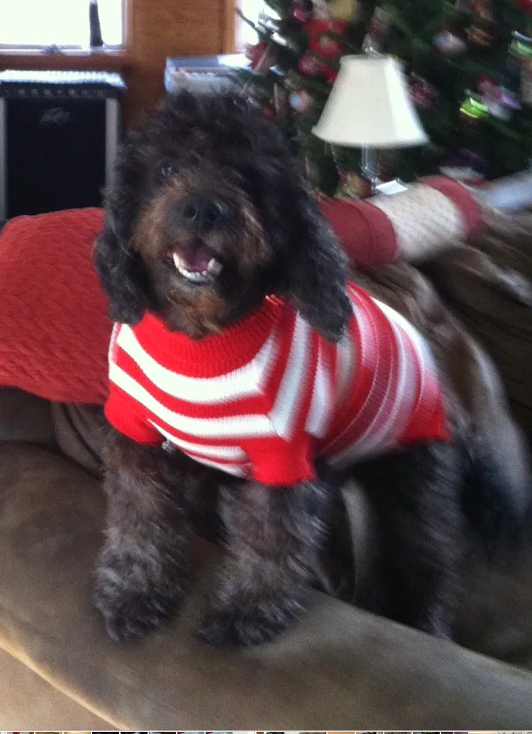 Lost dog in Hillsboro, OH, 45133