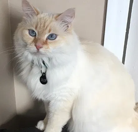 Lost cat in Florence, KY, 41042
