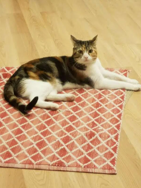 Lost cat in Golden, CO, 80401