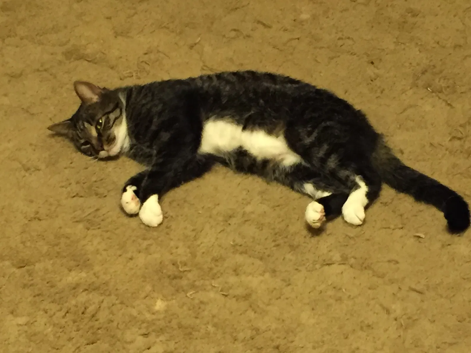 Lost cat in Columbus, OH, 43224