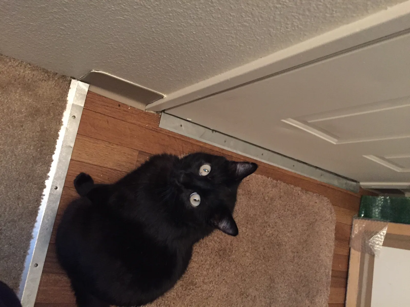 Lost cat in Hillsboro, OR, 97123