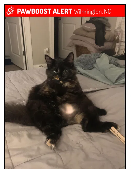 Lost cat in Wilmington, NC, 28412
