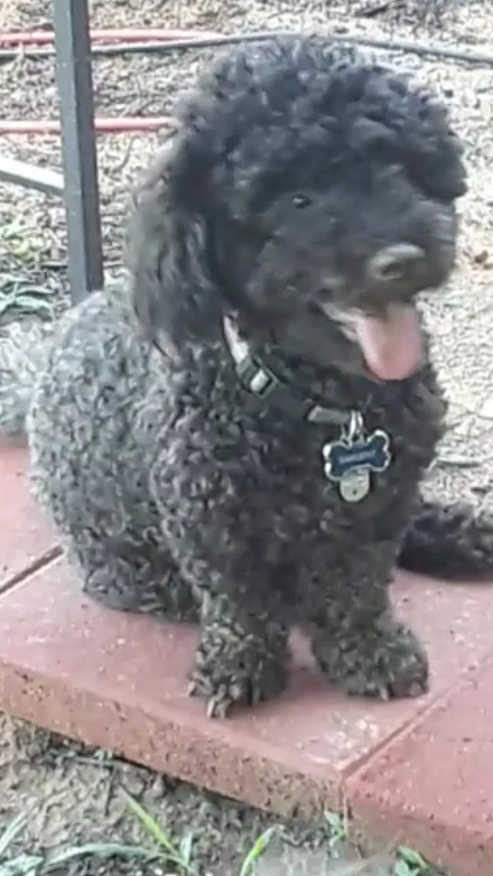 Lost dog in High Point, NC, 27265