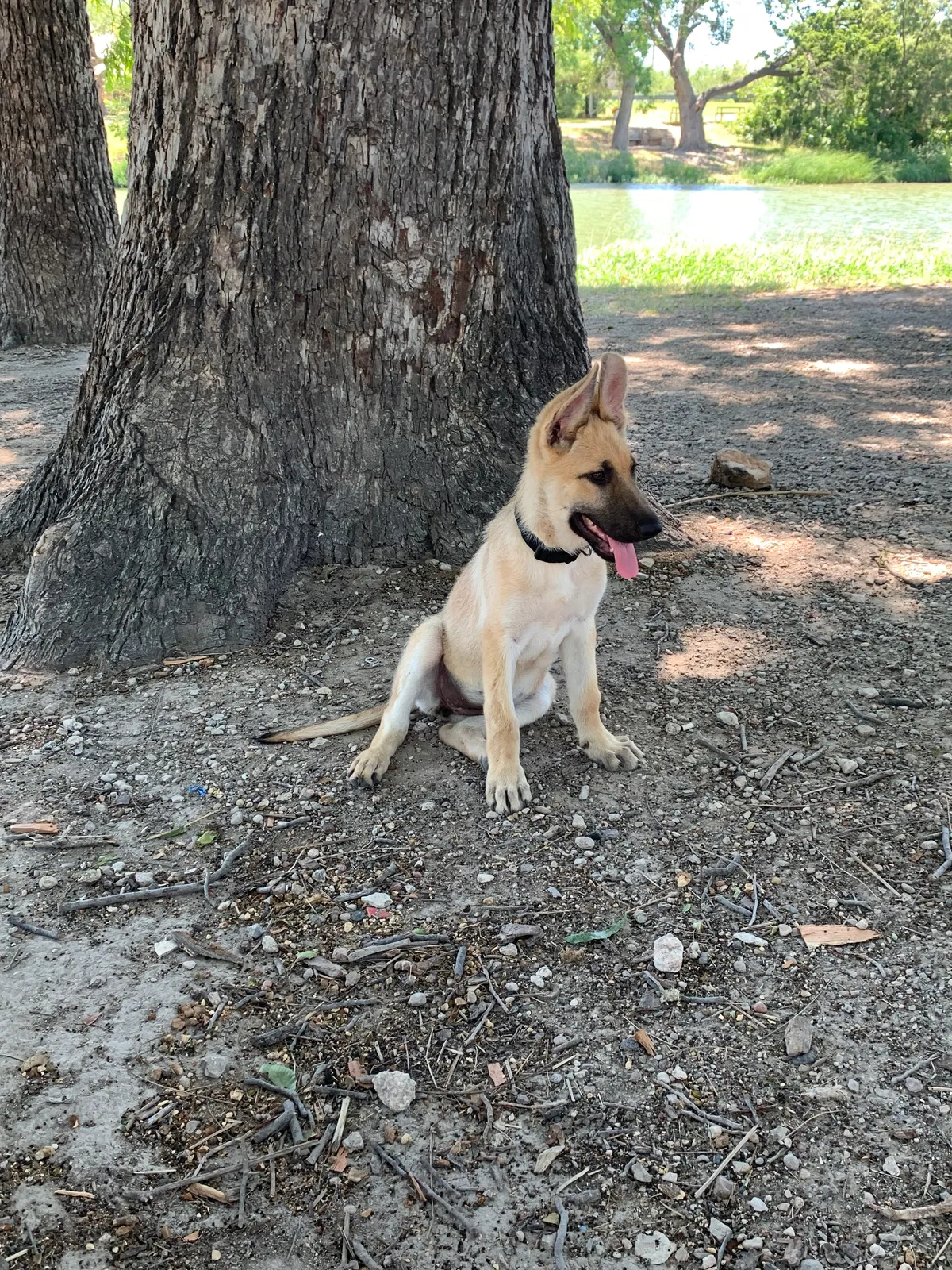 Lost dog in San Angelo, TX, 76903