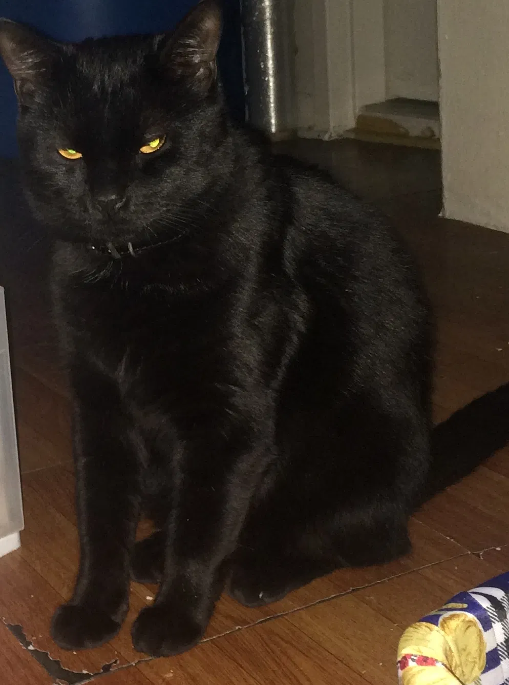 Lost cat in Bronx, NY, 10456