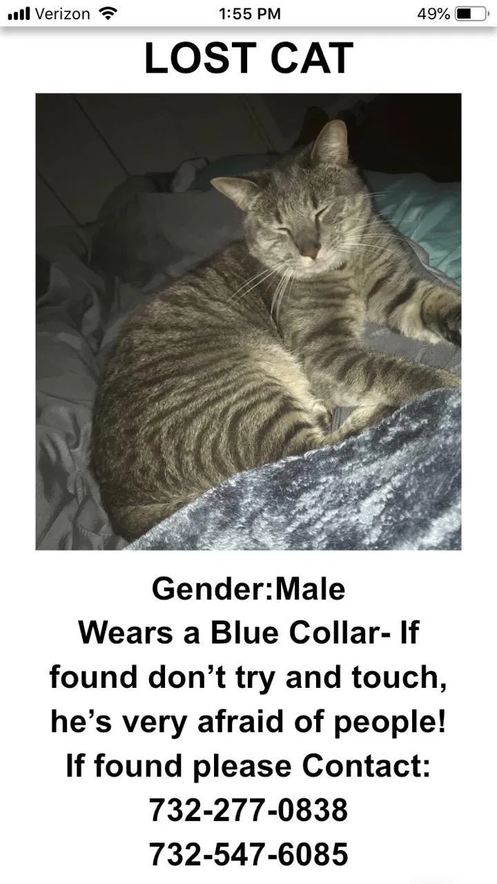 Lost cat in Jackson, NJ, 8527