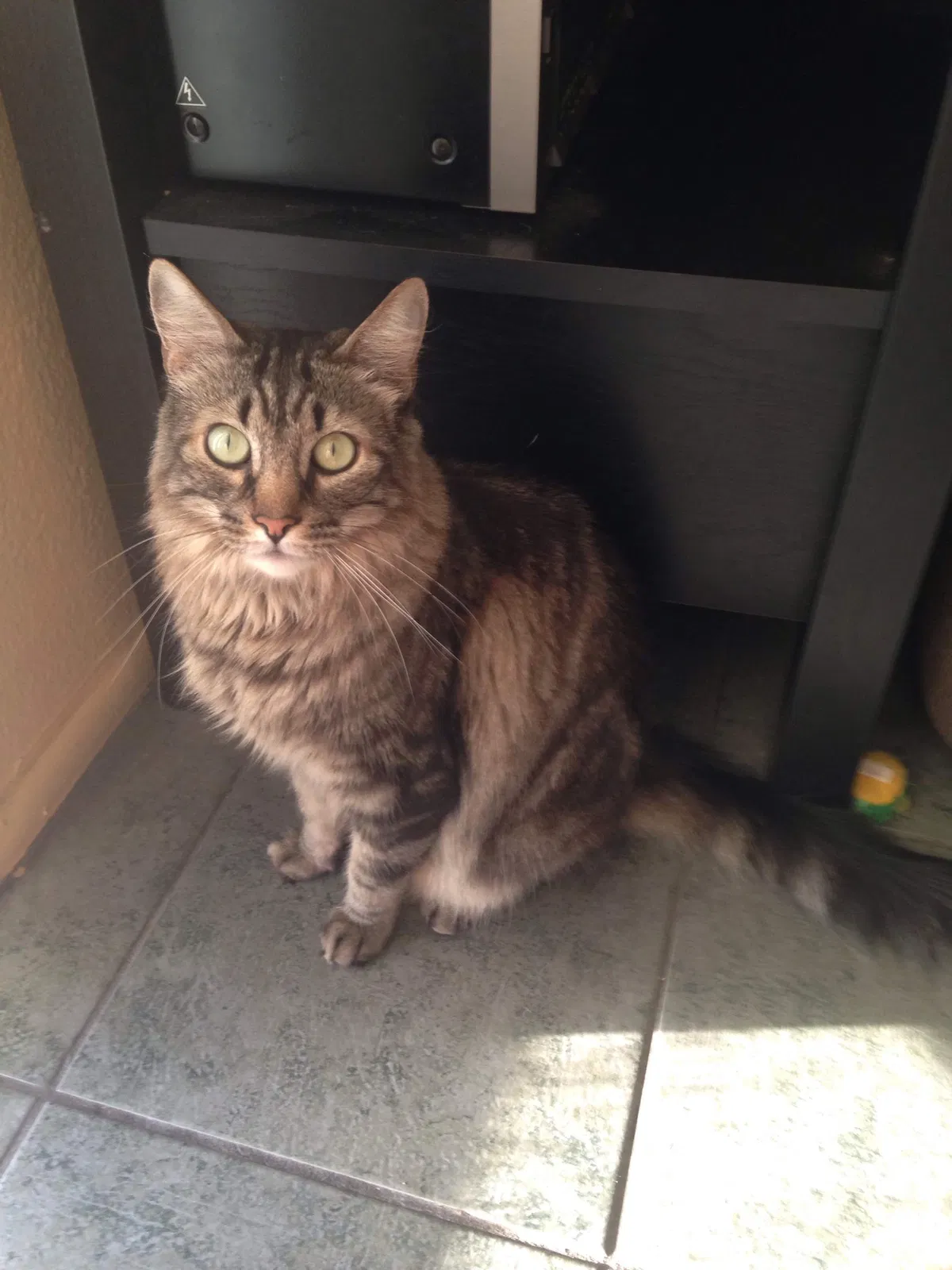Lost cat in Tucson, AZ, 85730