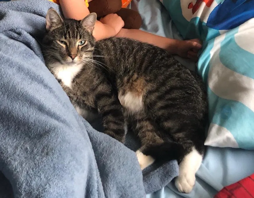 Lost cat in Burnsville, MN, 55337