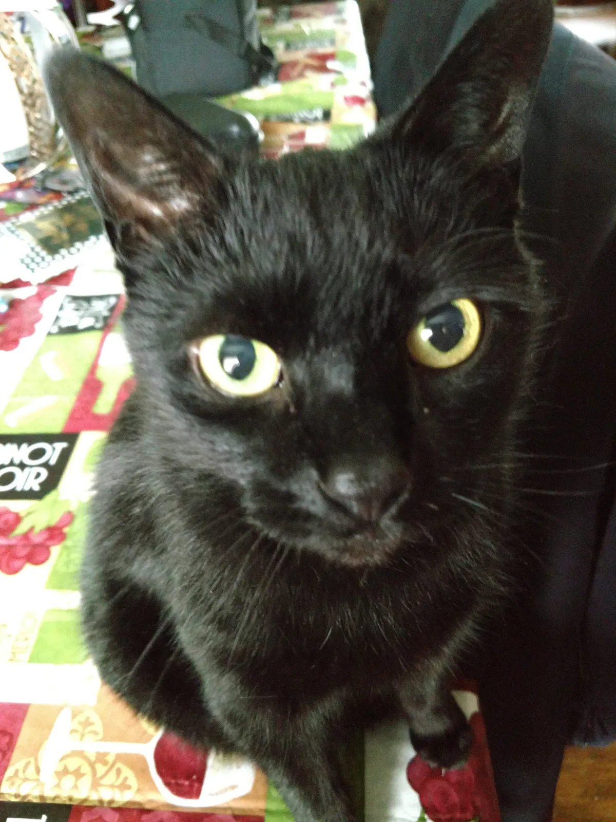 Lost cat in Cleveland, OH, 44130