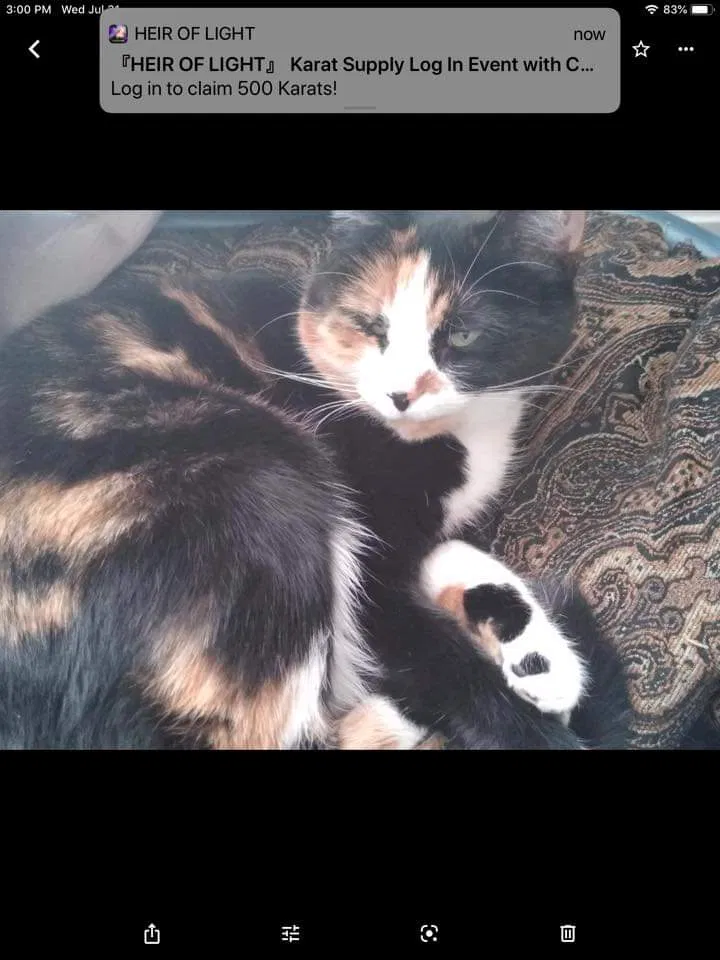 Lost cat in Braddock, PA, 15104