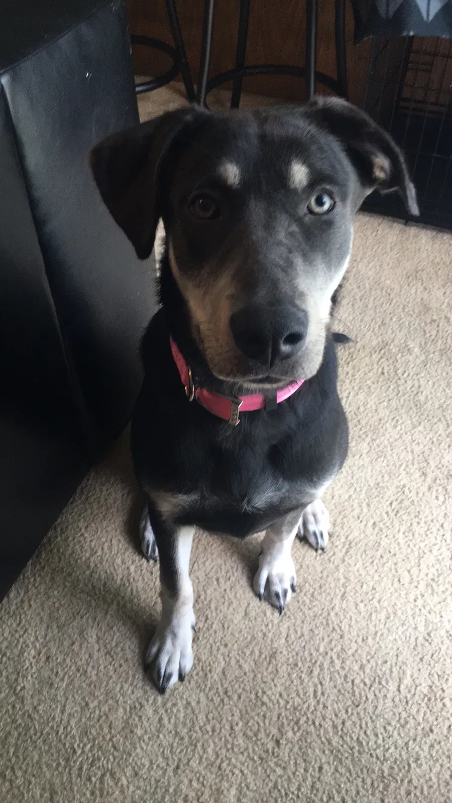 Lost dog in Havelock, NC, 28532