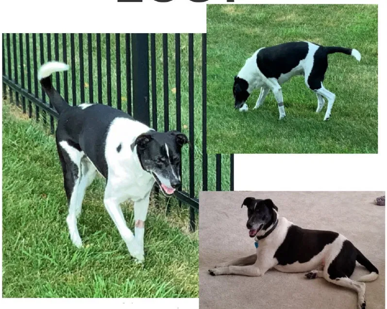 Lost dog in Kansas City, MO, 64157