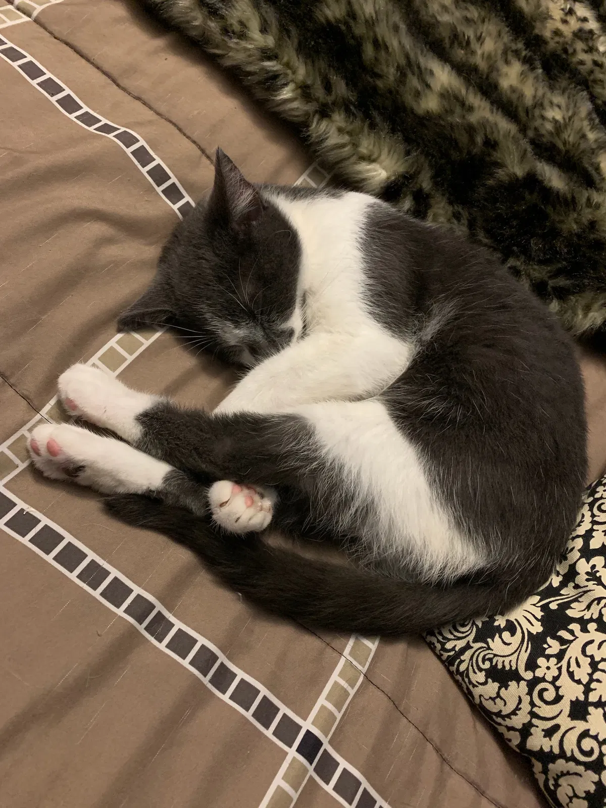 Lost cat in Henrico, VA, 23229