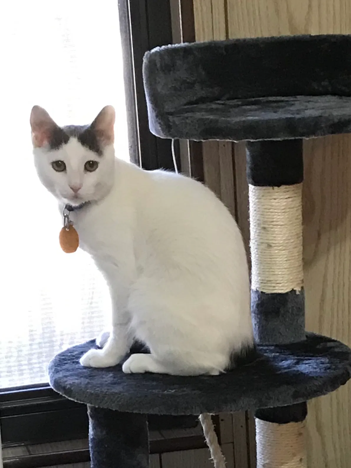 Lost cat in Abilene, TX, 79605