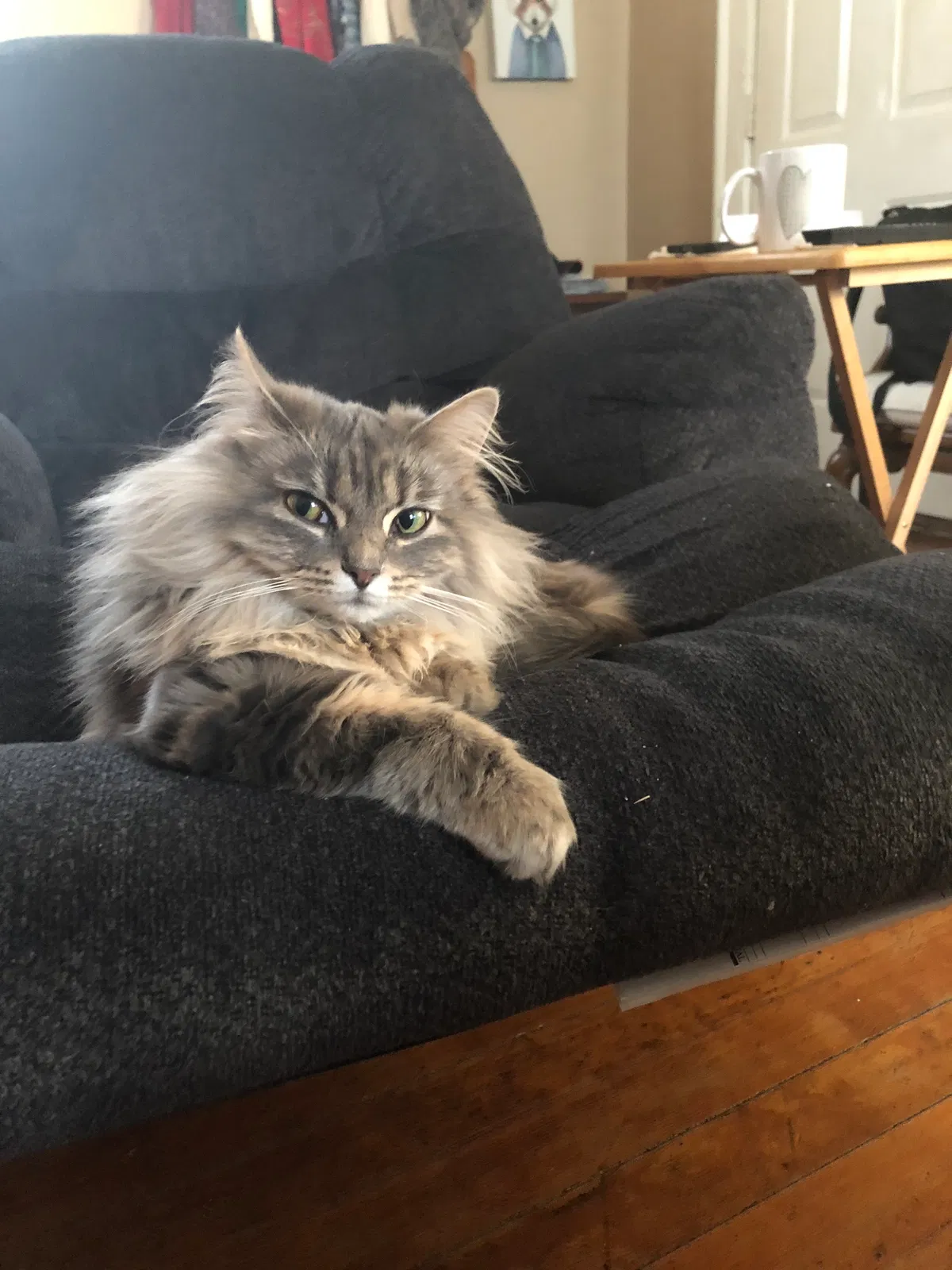 Lost cat in Michigan City, IN, 46360