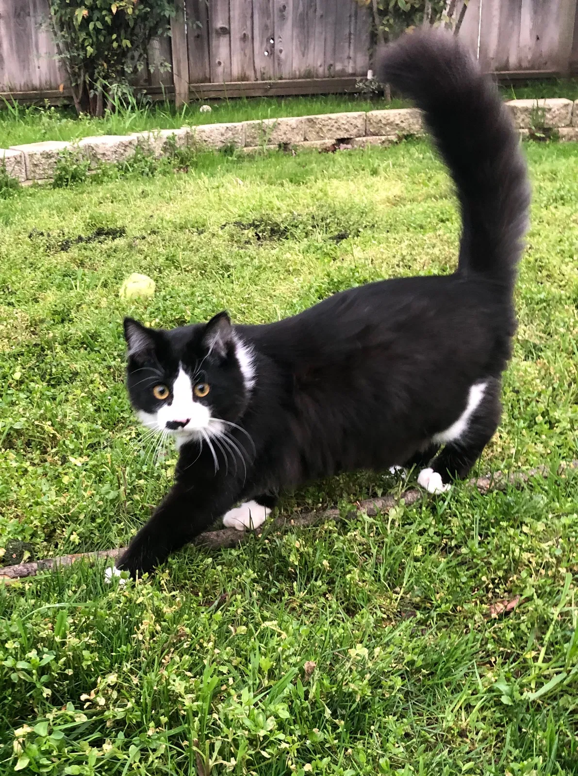 Lost cat in Brentwood, CA, 94513