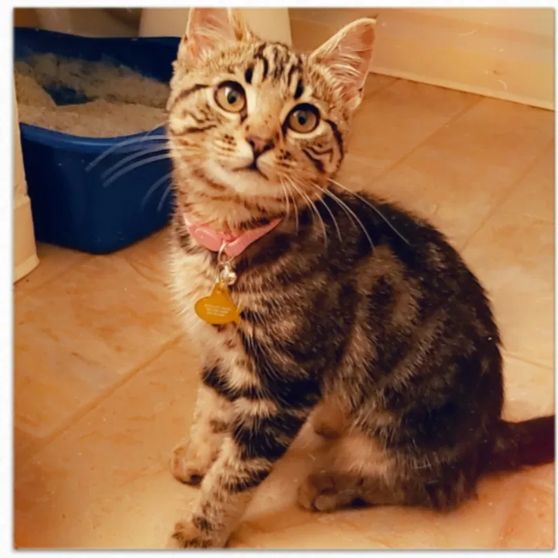 Lost cat in Tacoma, WA, 98409