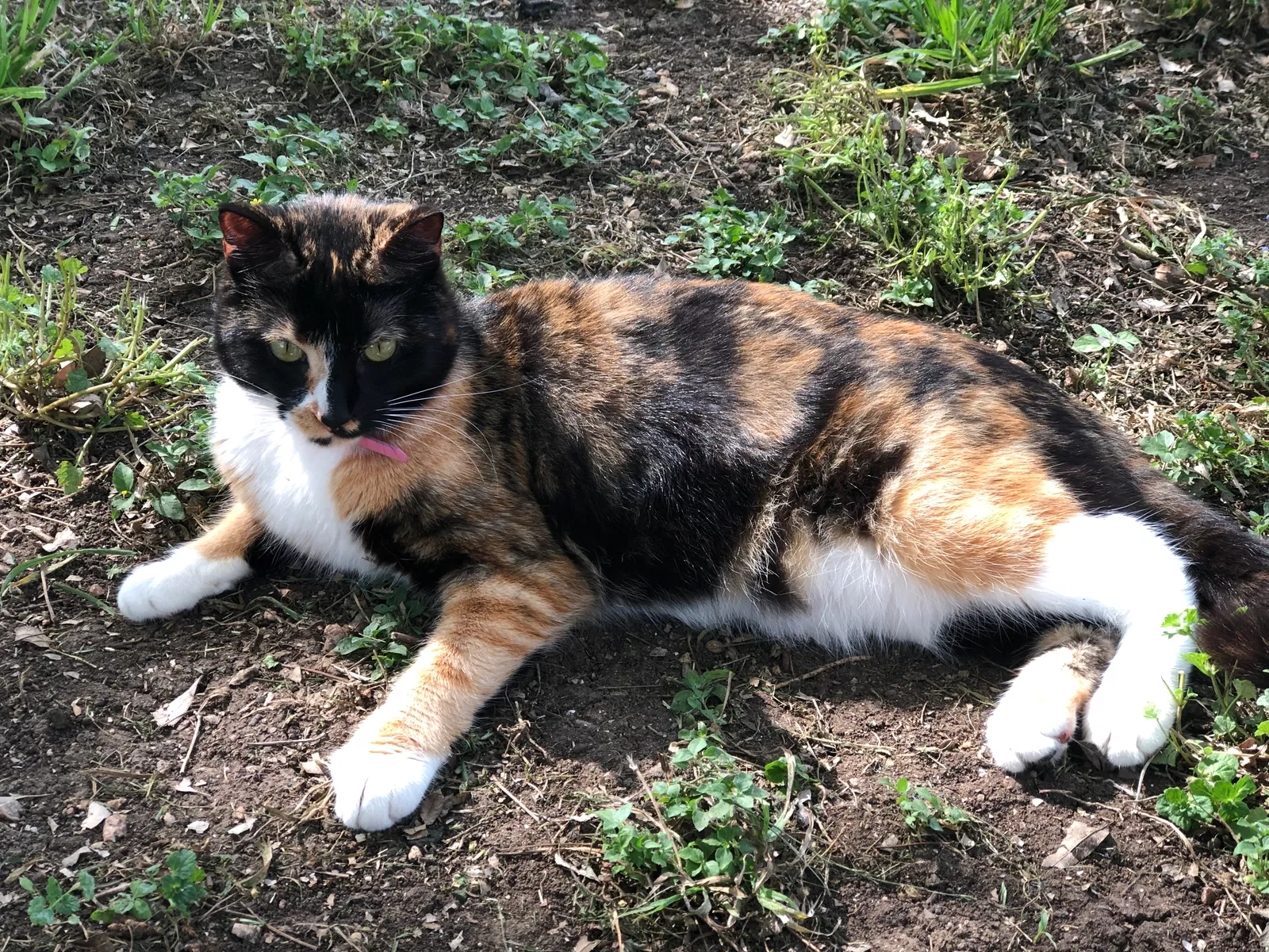 Lost cat in San Antonio, TX, 78247