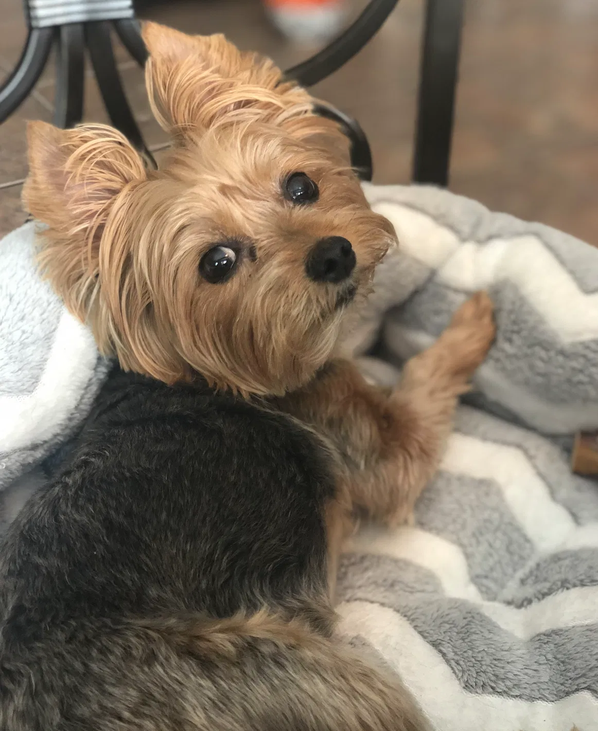Lost dog in Mason, OH, 45040