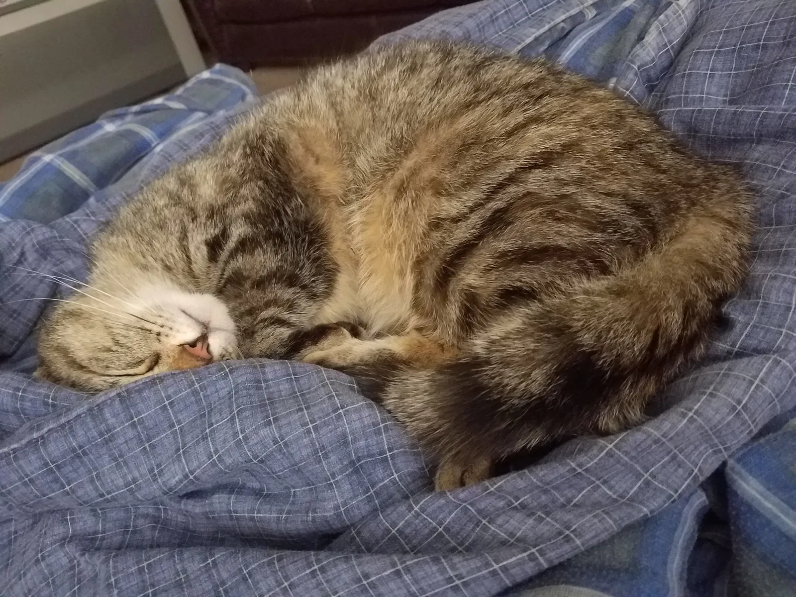 Lost cat in Muncie, IN, 47304