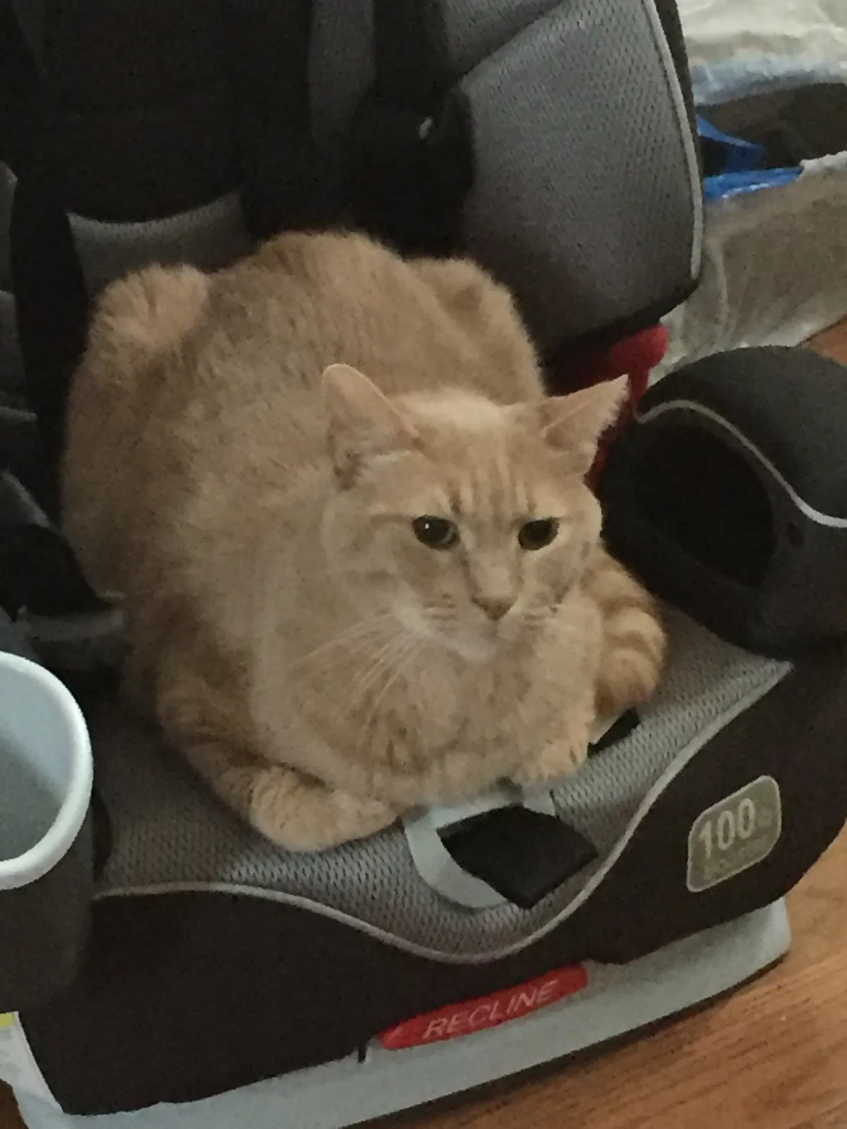Lost cat in Hercules, CA, 94547