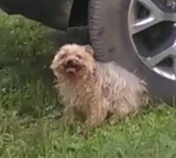 Lost dog in Youngstown, OH, 44505