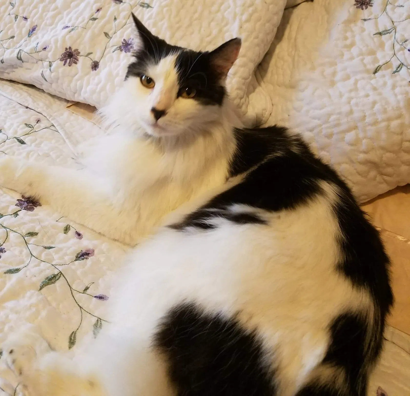 Lost cat in Modesto, CA, 95355