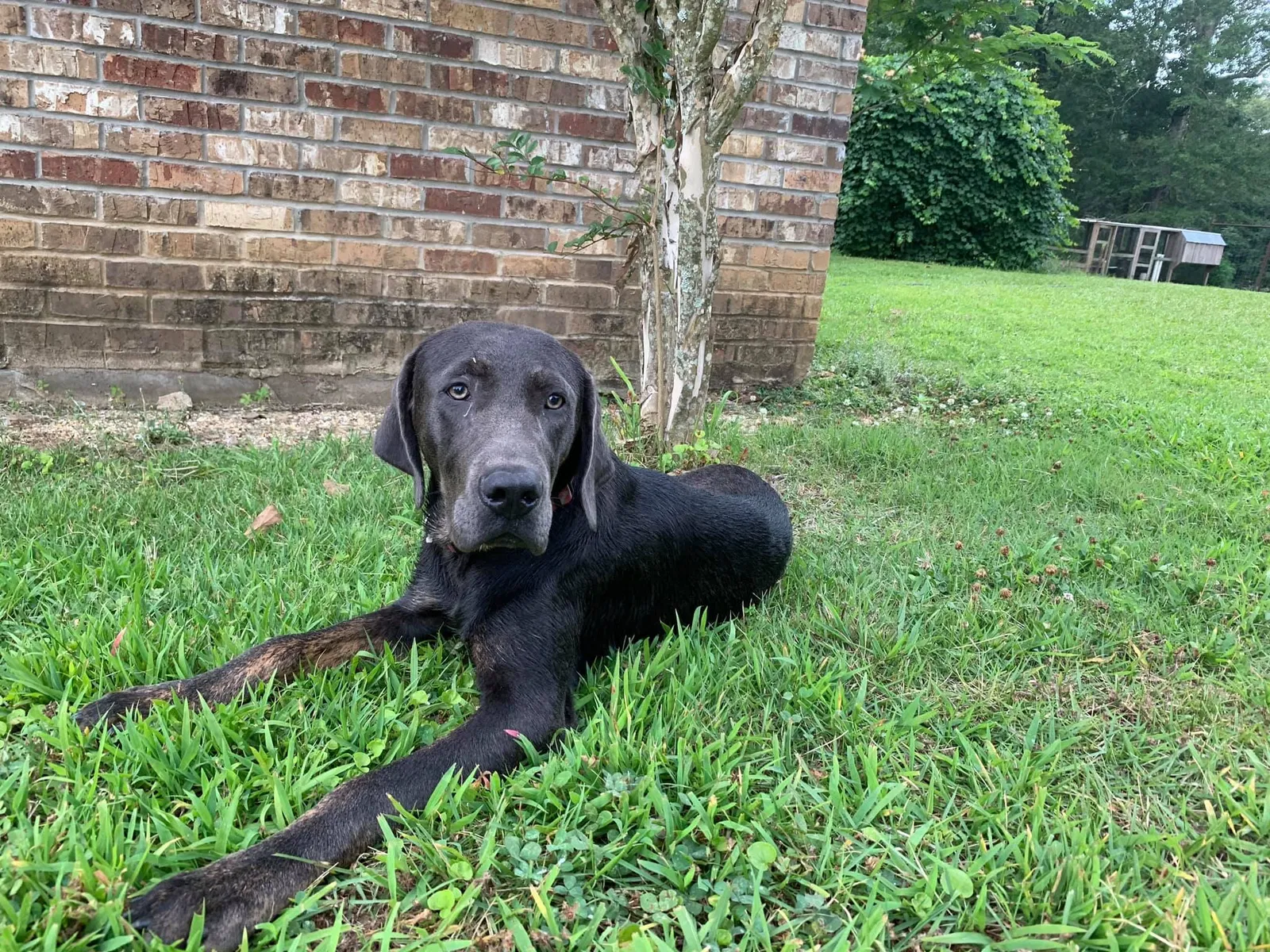 Lost dog in Crystal Springs, MS, 39059