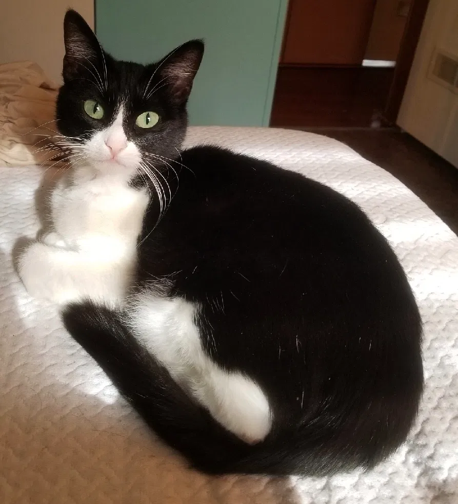 Lost cat in White Hall, AR, 71602