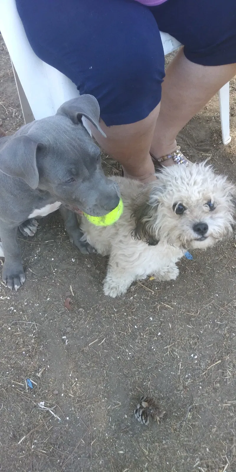Lost dog in Winchester, CA, 92596