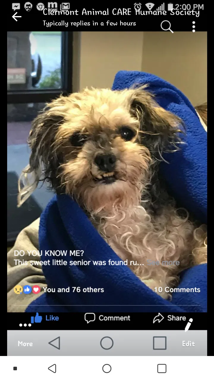 Lost dog in Bethel, OH, 45106