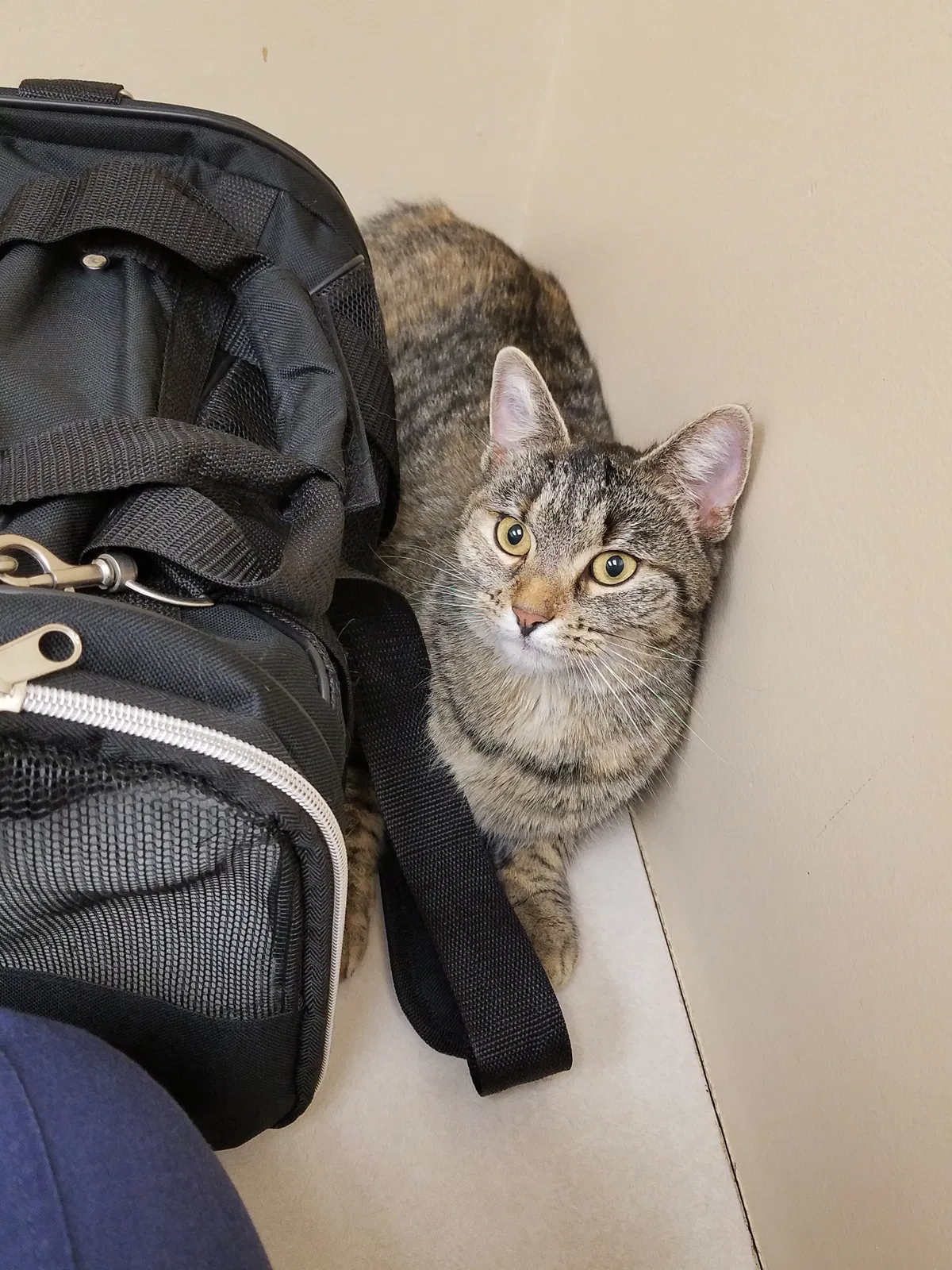 Lost cat in Muncie, IN, 47304