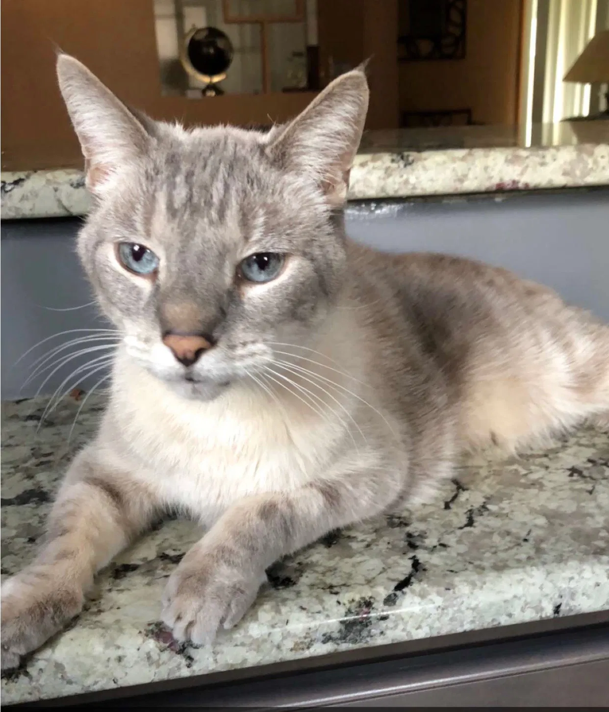 Lost cat in Westland, MI, 48185
