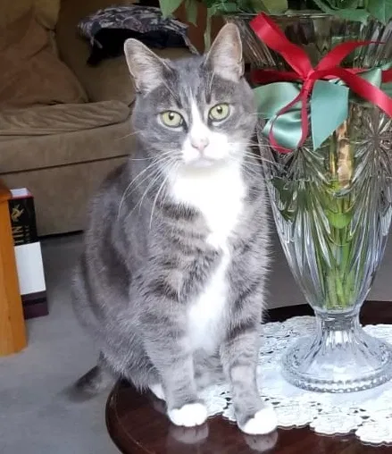 Lost cat in Campbell, CA, 95008