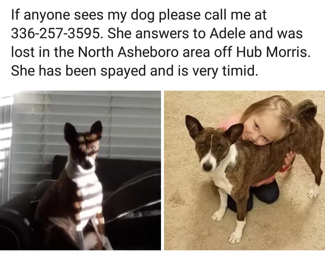 Lost dog in Asheboro, NC, 27203