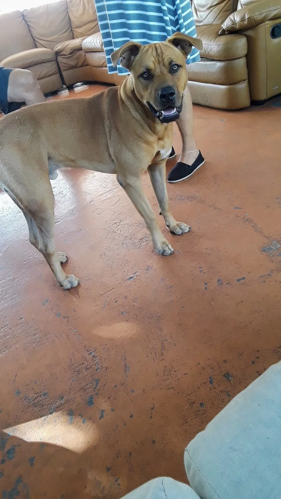 Lost dog in Homestead, FL, 33030